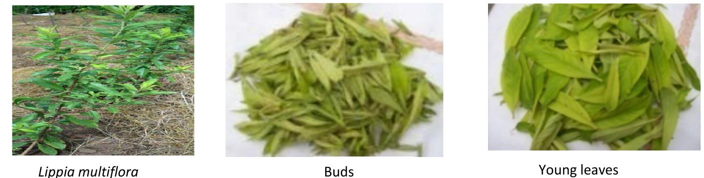 Tea Multiflora Figure 1 - from Determination of the Minerals of the Herbal
