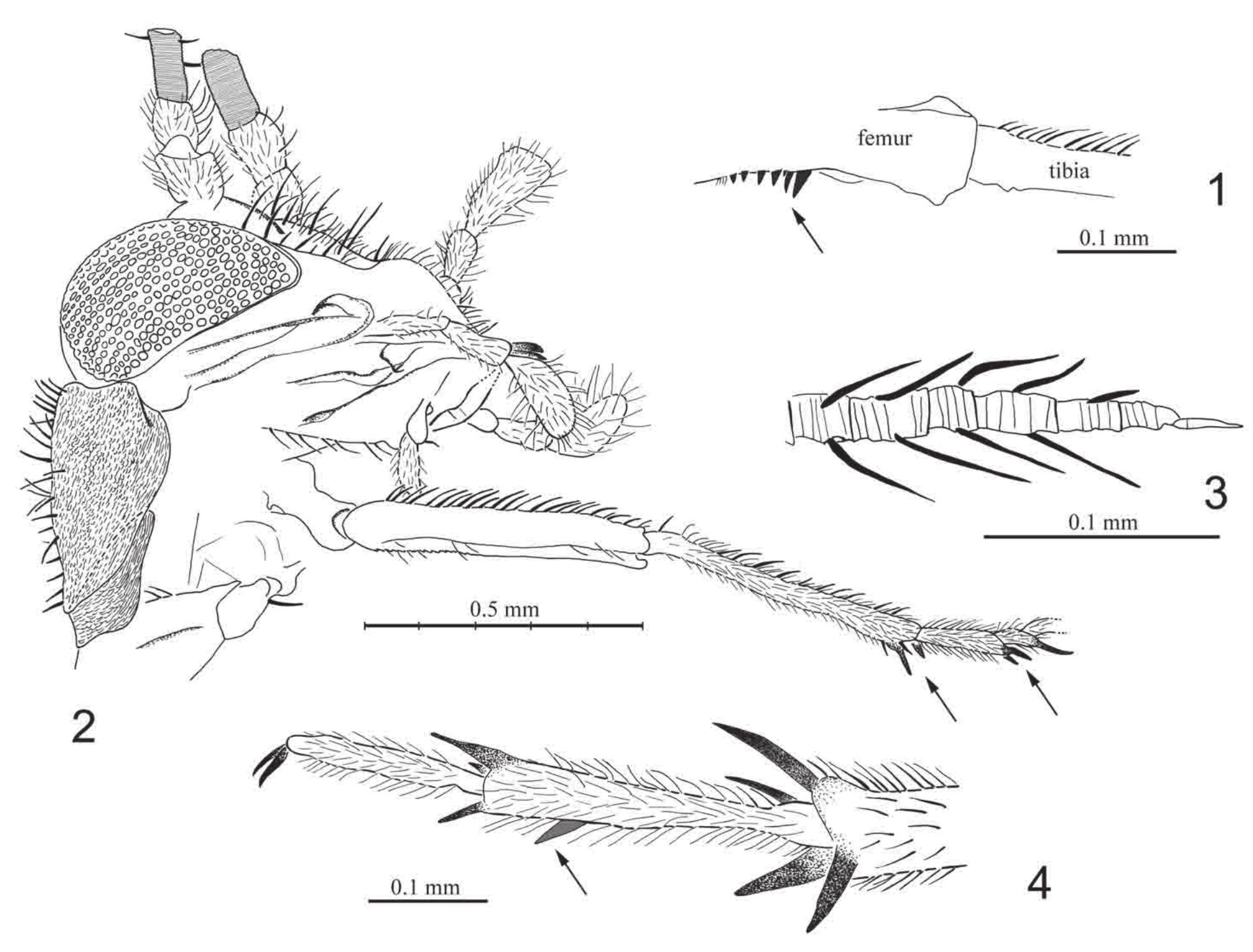 (PDF) Latest occurrences of the Mesozoic family Elcanidae (Insecta ...