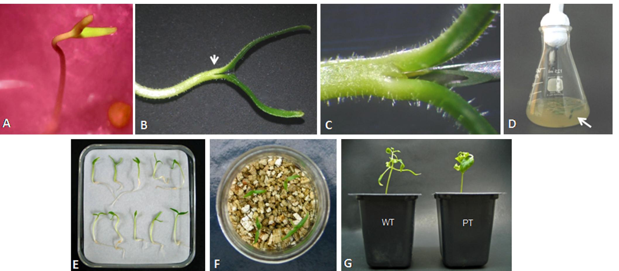 Agrobacterium Microscope (PDF) Utility of a tissue culture-independent Agrobacterium-mediated in ...