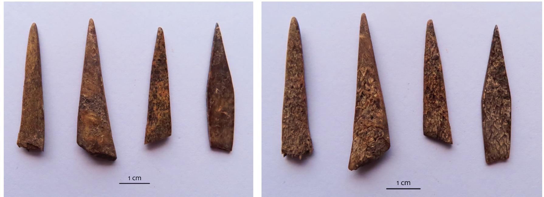 Figure 7. Awls made from ribs — fragments of distal segments  Awls made from ribs were produced from longitudinally split ribs, also finalised by burnishing with an abrasive stone. Only two are somewhat better preserved, while the majority are heavily fragment- ed — only the tips are preserved (Figure 7). They were also intensively used, and use-wear traces consist of polished, shiny surfaces, and smoothed, abraded spongy tissue on the inner side. A significant ratio of completely worn and broken tools suggests they were already disposed of, 1.e., that the excavated area encompassed a rubbish pit. 