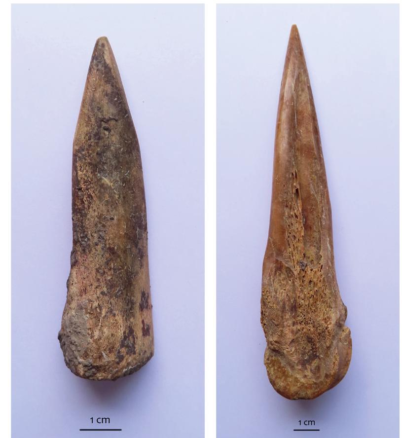 Figure 8. Heavy points produced from large ruminant metapodial bones  Several heavy points were found. They are mainly fragmented, but three of them are completely pre- served. Two are produced from metapodial bones, one from red deer and the other from cattle (Figure 8). They were made using the same technique as awls — bones were longitudinally split by grooving with a chipped stone tool and finalised by burnishing and polishing. The point from the red deer bone has the distal epiph- ysis preserved as the base, while the point from cattle bone has the proximal epiphysis. Their distal ends are thicker, more massive points used for working on more resilient materials, such as wood, etc. Similar heavy points may be found at other Vinéa culture sites — for example, Ploénik (Vitezovi¢ 202 1a: 54-57, Figure 28). 