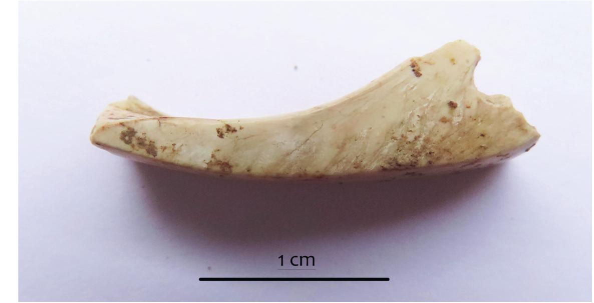 Figure 12. Fragmented Spondylus bracelet 