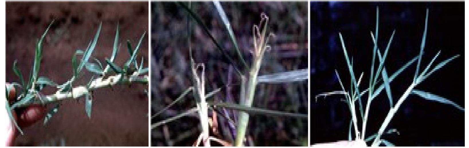 Kikuyu Grass Toxicity In Dogs Birth Control photo