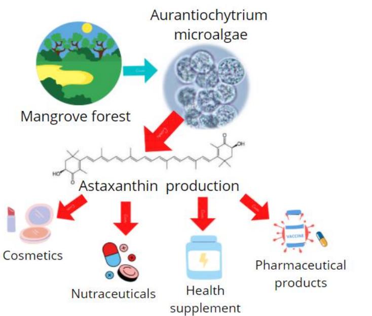 (PDF) Bioprocess of of Astaxanthin Production as Functional Food from ...