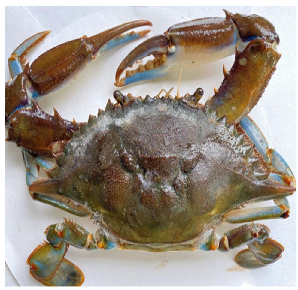 Figure 2. Dorsal view of Callinectes amnicola. 