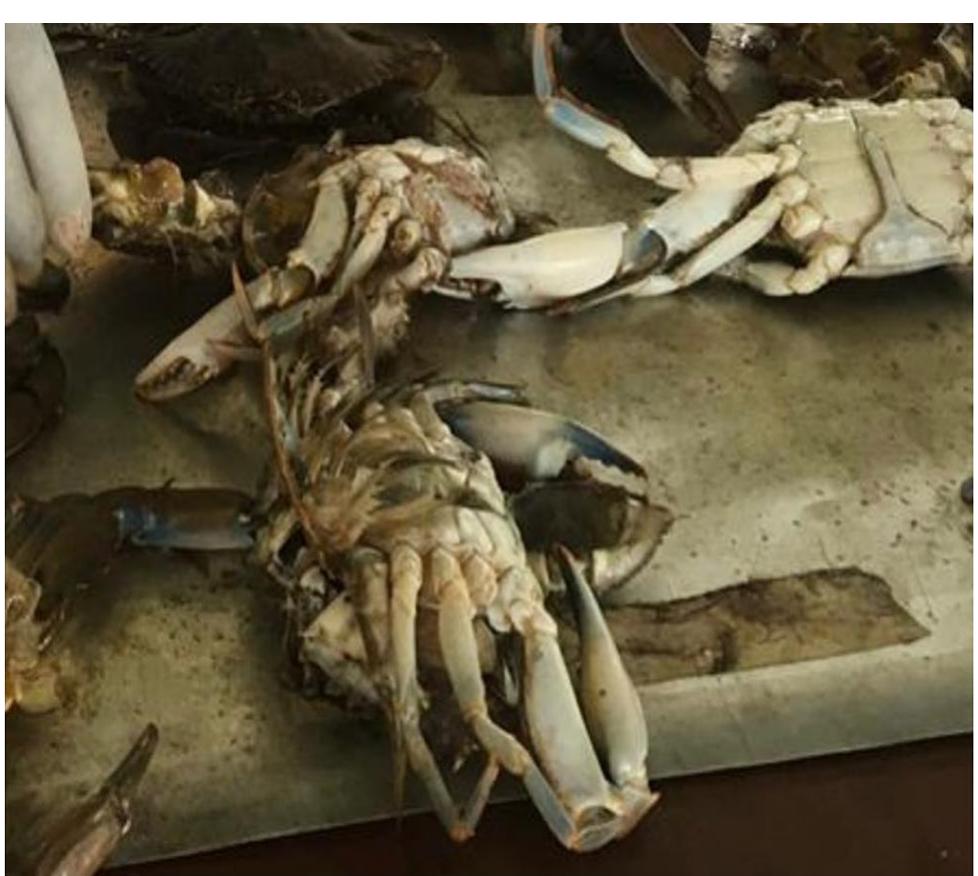 Figure 3. Ventral view of Callinectes amnicola. 