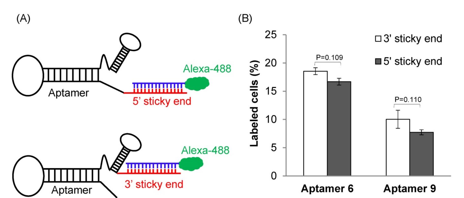 Schematic diagram of the rna aptamer selection using selex.