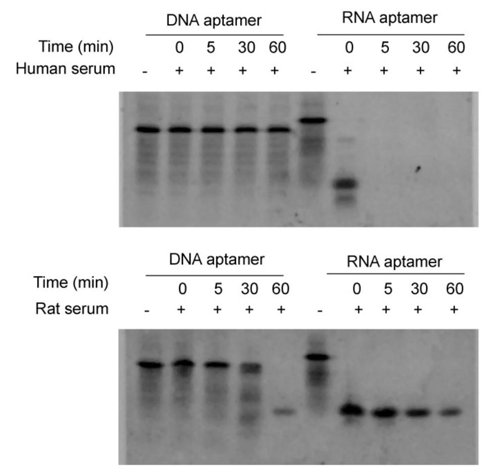 Schematic diagram of the rna aptamer selection using selex.