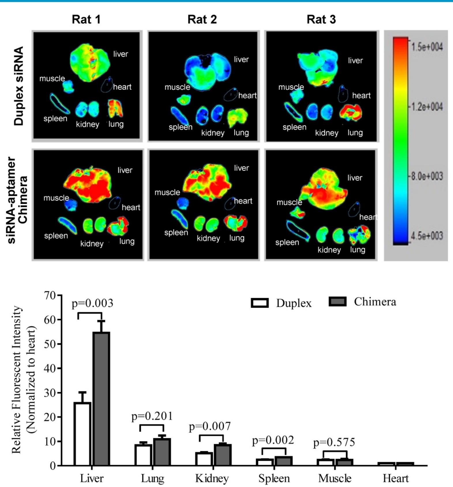 Alexa Rats Schematic diagram of the rna aptamer selection using selex.