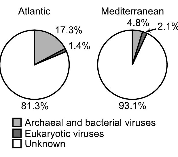 Figure 1. Percentage of hits in the non-redundant viral RefSeq database. The figure shows the percentage of hits (% of total reads) to archaeal and bacterial as well as to eukaryotic virus genomes in the non-redundant viral RefSeq database for the Atlantic Ocean and Mediterranean Sea viromes.  doi:10.1371/iournal. bone.0100600.qa001 
