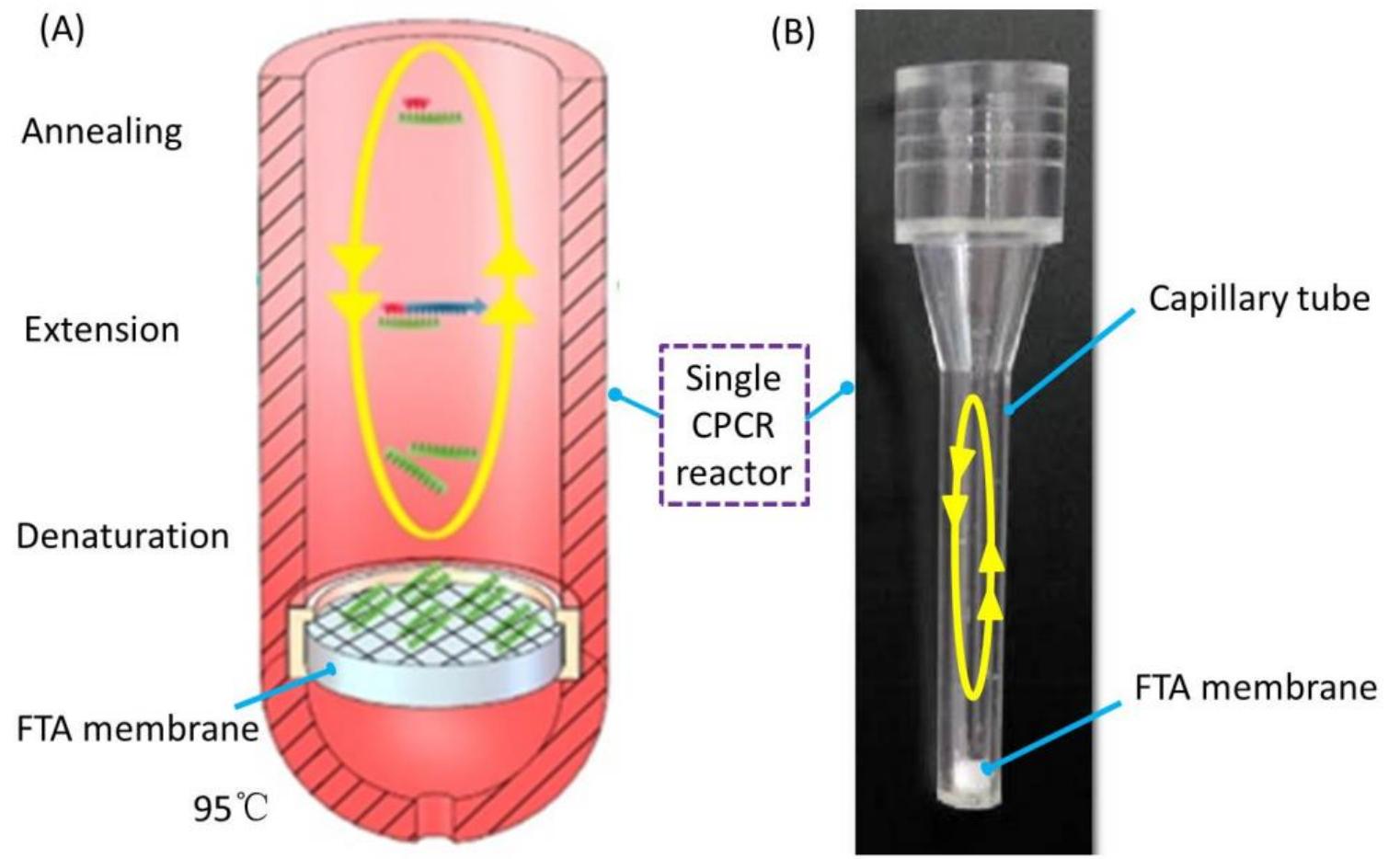 (PDF) An Integrated, Real-Time Convective PCR System for Isolation ...