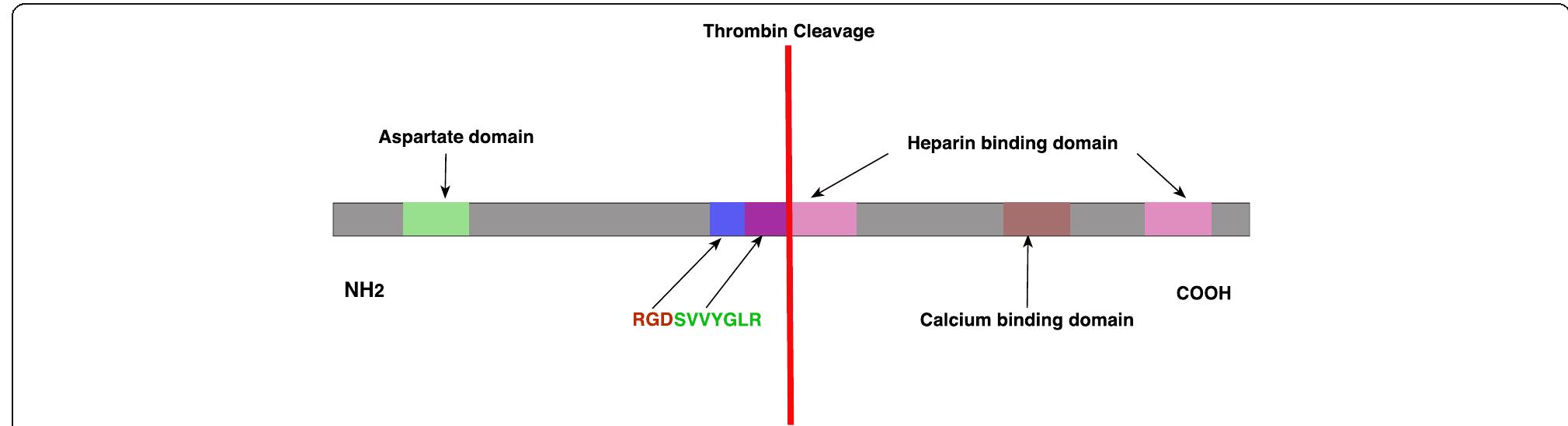 Figure 1 - from Role of osteopontin in bone remodeling and