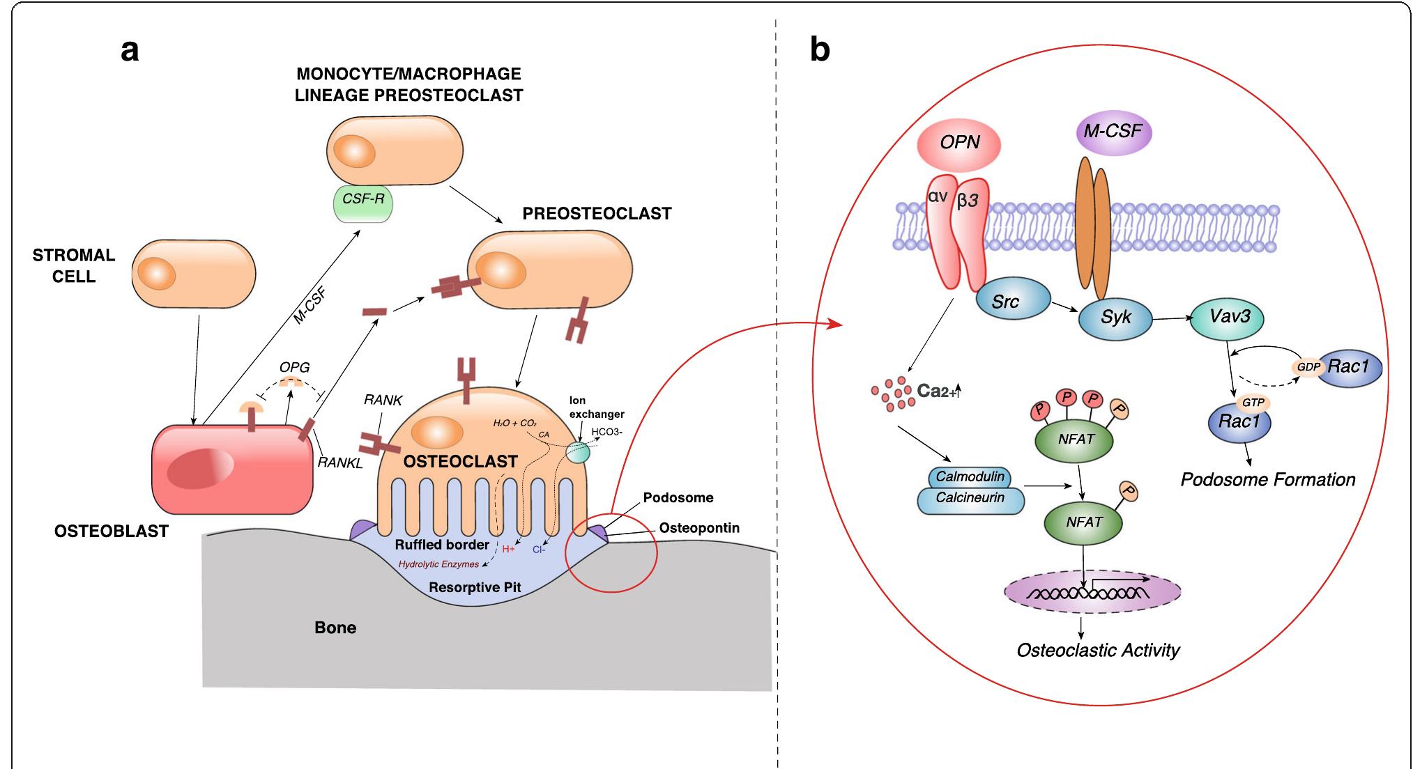 Figure 1 - from Role of osteopontin in bone remodeling and