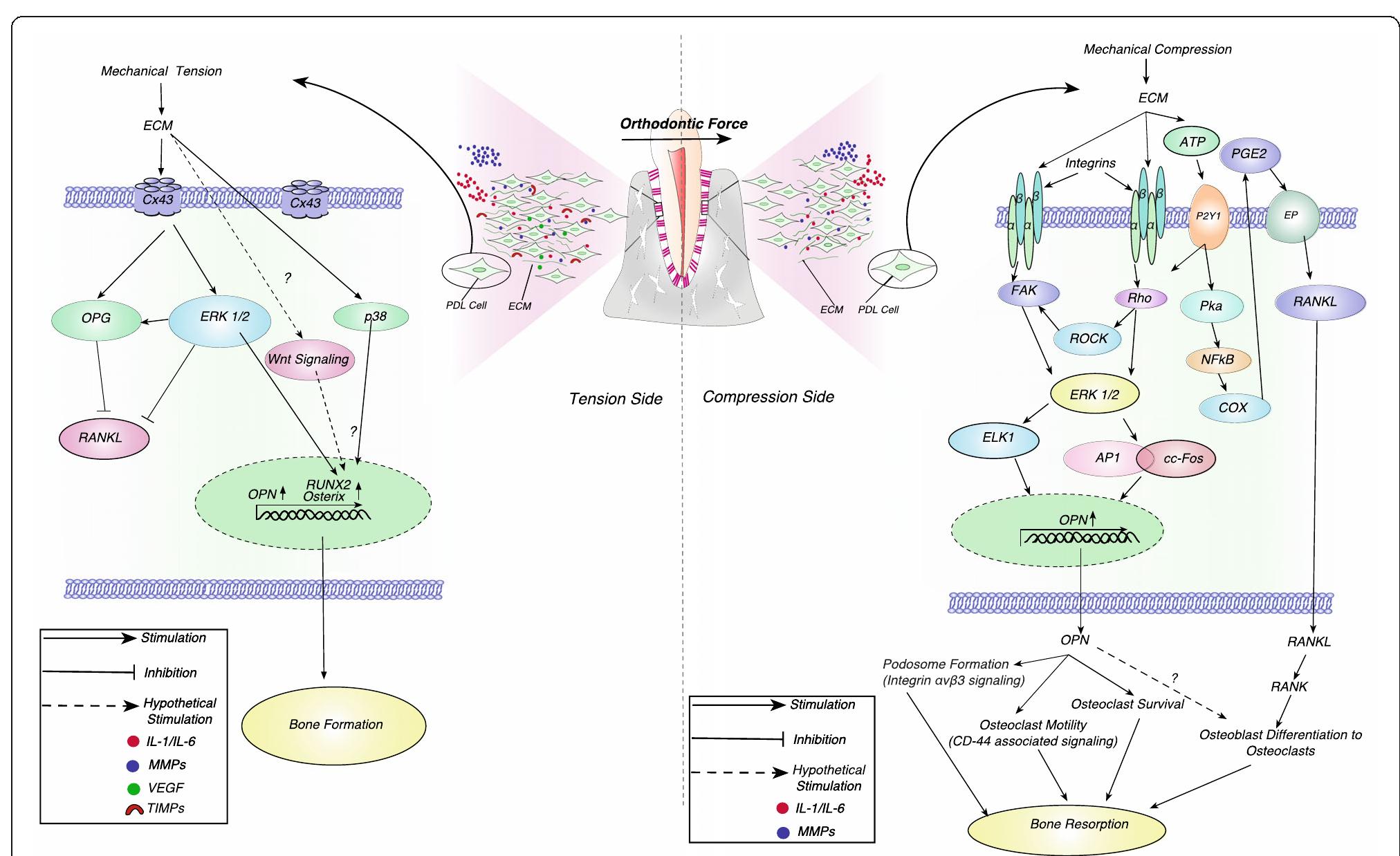 (PDF) Role of osteopontin in bone remodeling and orthodontic tooth ...