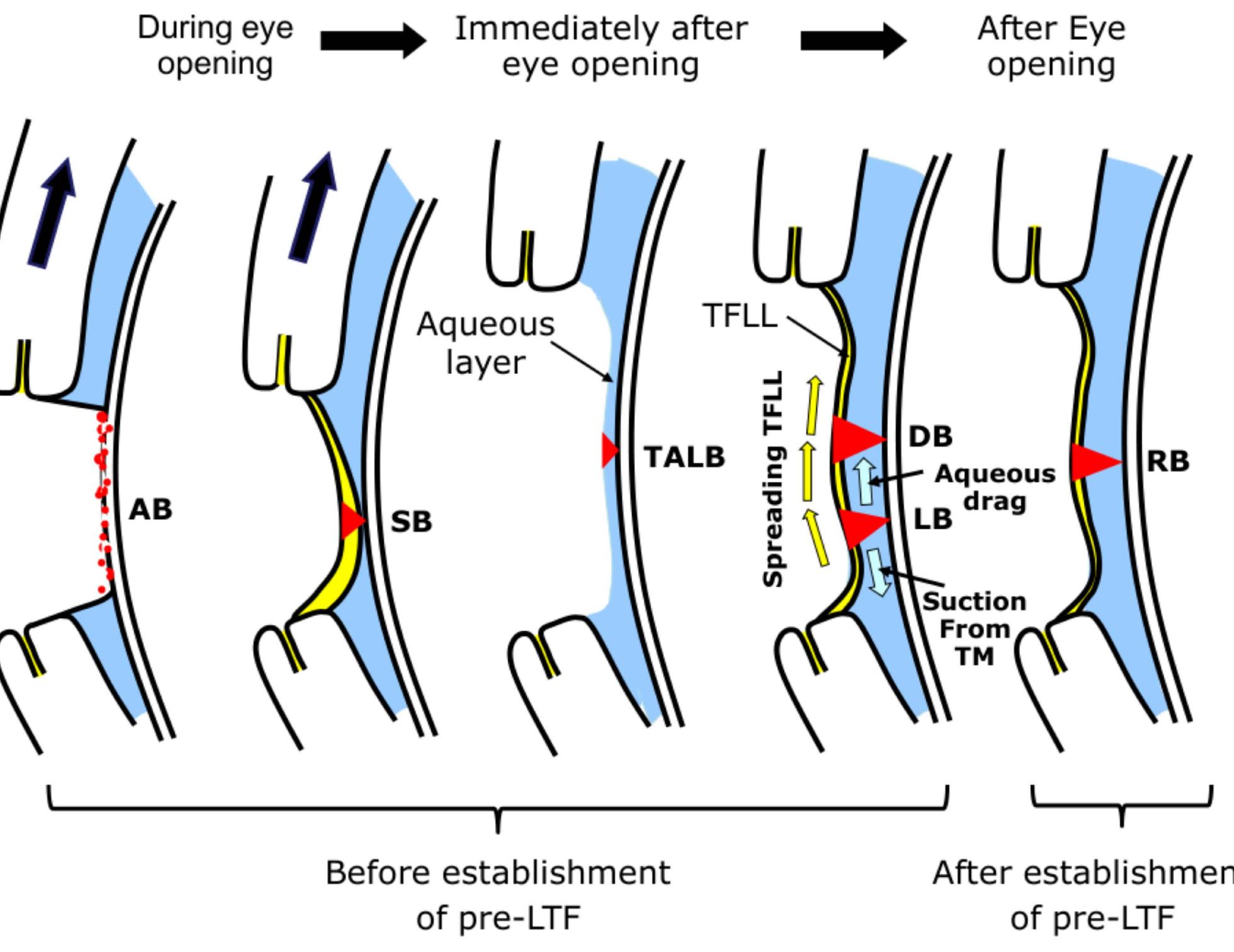 (PDF) Dynamic Aspects of Pre-Soft Contact Lens Tear Film and Their ...