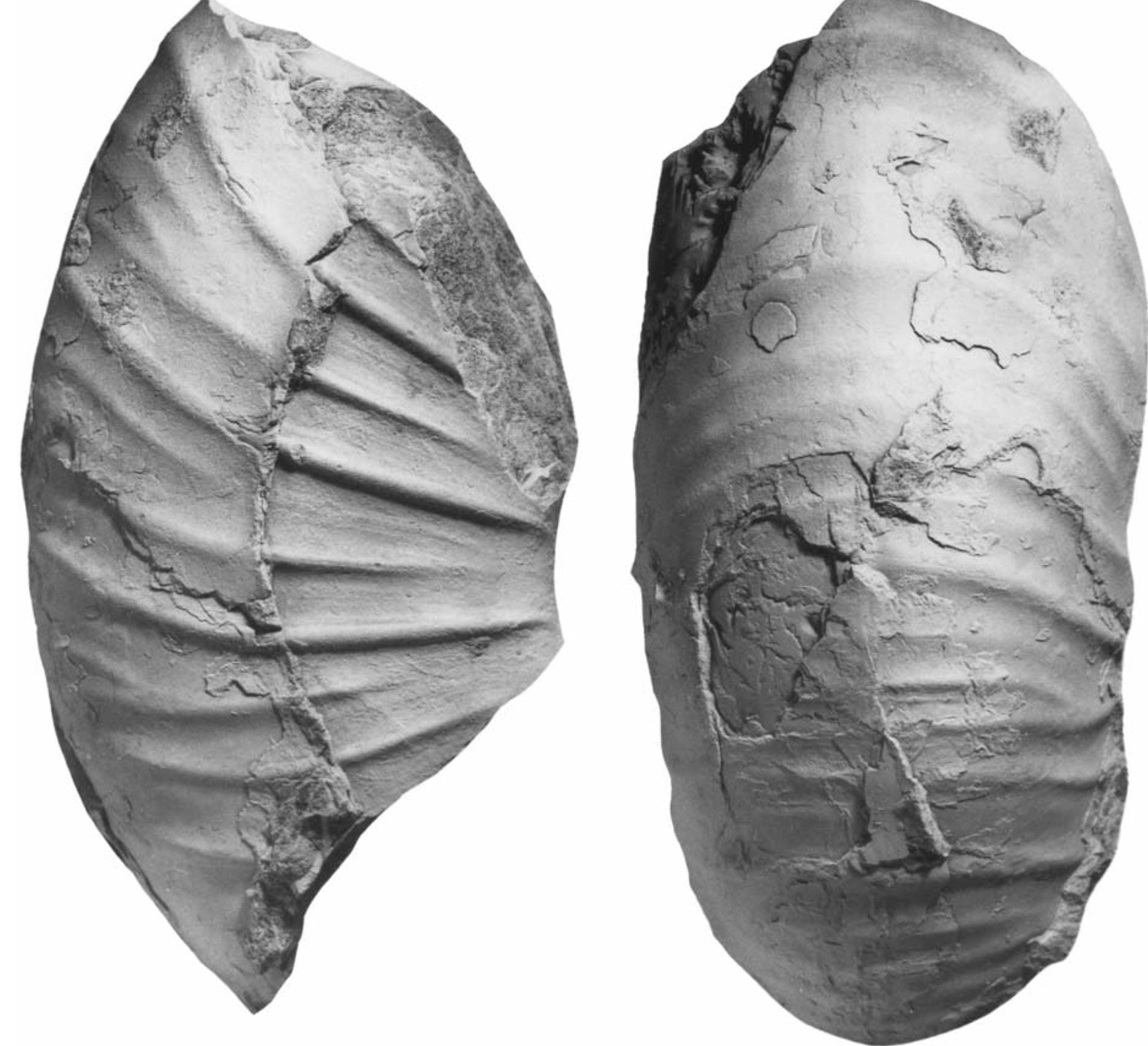 (PDF) Lower and Middle Cenomanian ammonites from the Morondava Basin ...