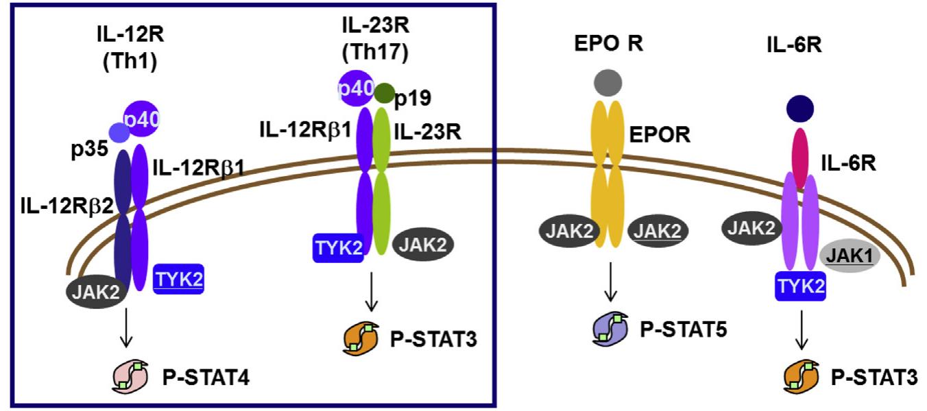 Substol Pathway (PDF) Lead identification of novel and selective TYK2 inhibitors