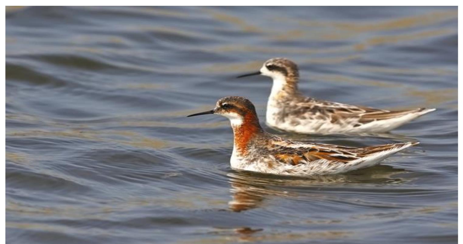 Among modern commentators, sociolo- gist of science Rebecca Ellis finds Cow- ard’s account of jizz “uncritically roman- tic,” and holds that it disguises “the more mundane, practical and prosaic dimen- sions” of identification (Ellis 2011, p. 777). Historian of science Helen MacDonald also highlights Coward’s romanticism: “Not only was [jizz] superior to the ana- lytic ‘eyes of the systematist’ but it was a folk-knowledge, springing from ‘the fertile Celtic brain’ of the west coast Irishman, a word perhaps ‘never before written ... handed down from father to son for many generations’ [Coward 1922, p. 141]” (MacDonald 2002, p. 71).  and Vernon 1975). There was a question of shooting rooks to halt agricultural damage. Fisher’s study showed that, although rooks were responsible for some damage to crops, the impact was small so there was no need to curb the population.  Wood is an independent researcher in phenomenology and the environment. He has a PhD in systematic zoology from the Univer-  sity of Cambridge and has held fellowships in the Theoretical Physics Research Unit at London’s Birkbeck College; and at the Nature Institute in Ghent, New York. The first and second parts of this essay were published in the 2022 and 2023 winter/spring  issues of EAP. s.w.wood.88 @cantab.net.© 2023 Stephen Wood. Captions for photographs, p. 12.  