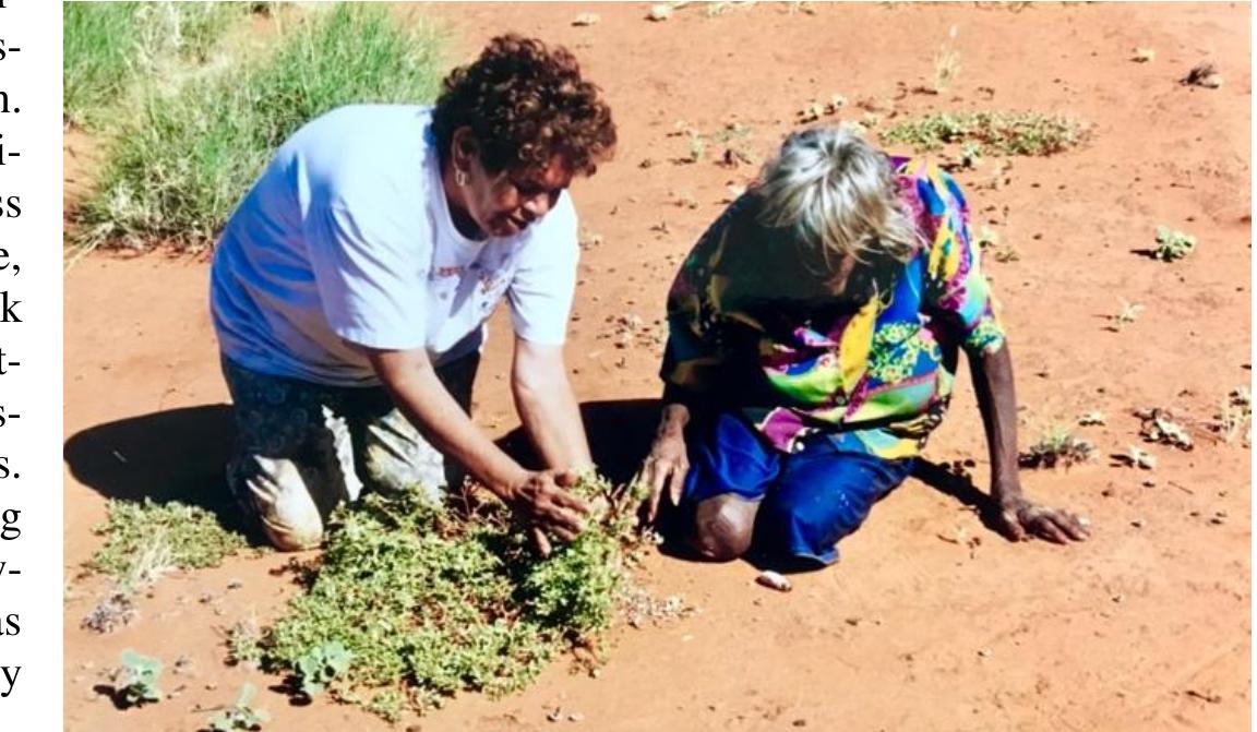 Thinking that he would change his mind, I focused on my art practice and new three- acre garden in the Blue Mountains, annual trips to see my son, and my growing inter- est in Aboriginal art. The paintings of Emily Kngwarreye (c. 1910-1996), an el- derly Anmatyerre woman artist from Uto- pia, particularly fascinated me. Utopia is comprised of 16 small Aboriginal commu- nities spread across 2,400 kilometers in the arid, red center of Australia. In the 1920s, two European brothers forcibly took the land from its indigenous owners and called it Utopia because of the abundance of rab- bits, a welcome, familiar food source, but  