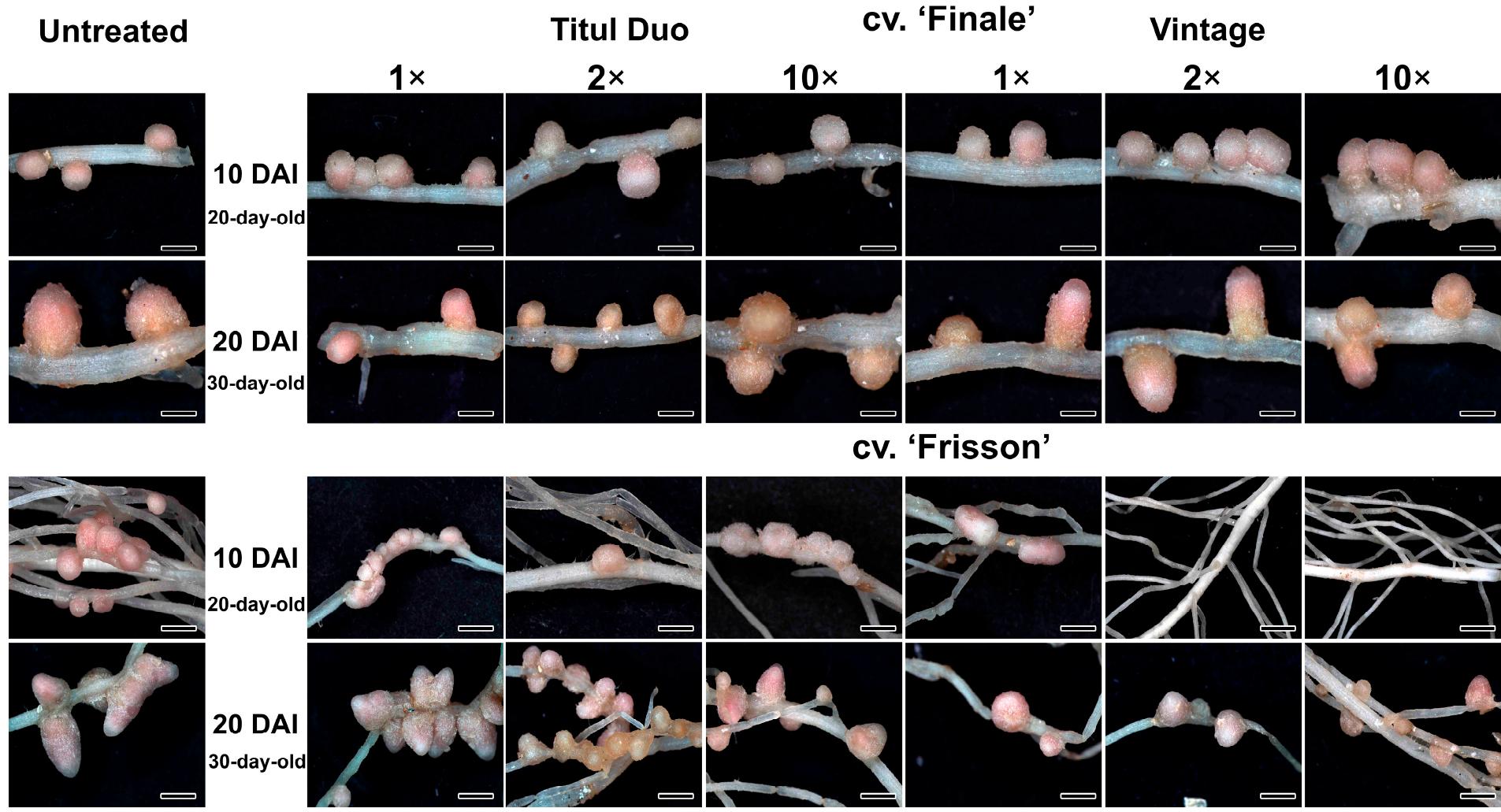 Nodule phenotypes of pea plants (pisum sativum l.) of the