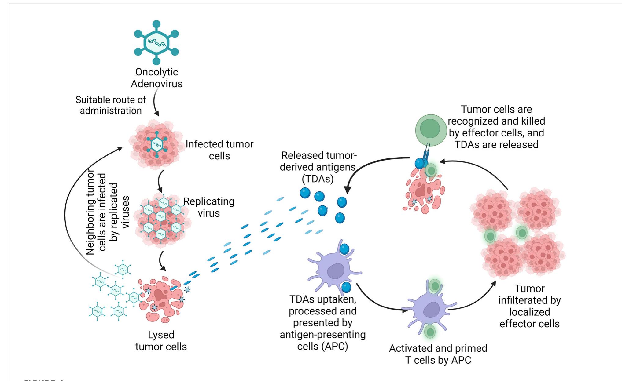 (PDF) Comprehensive assessment on the applications of oncolytic viruses ...