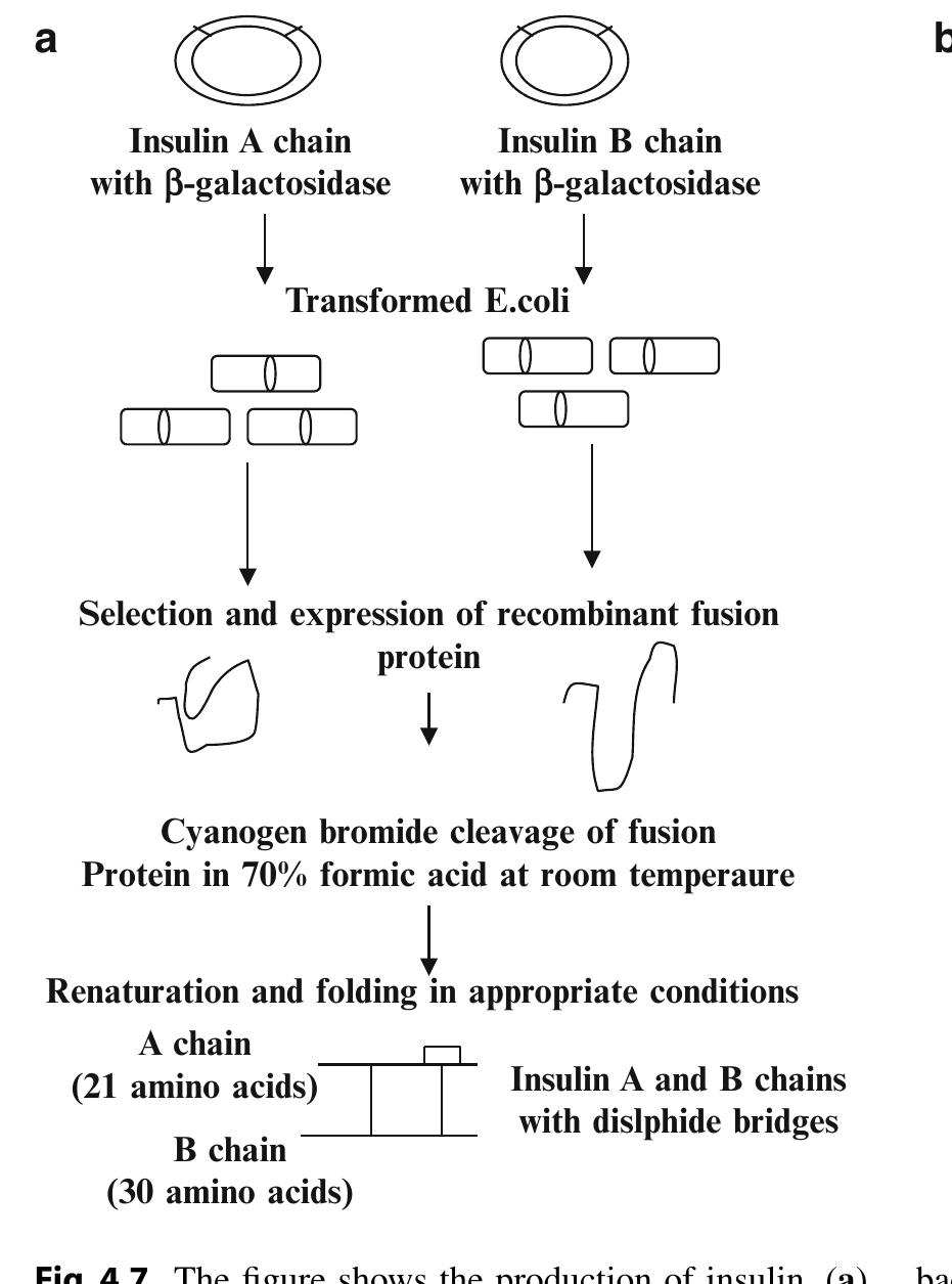 (PDF) Production of Recombinant Pharmaceutical Proteins