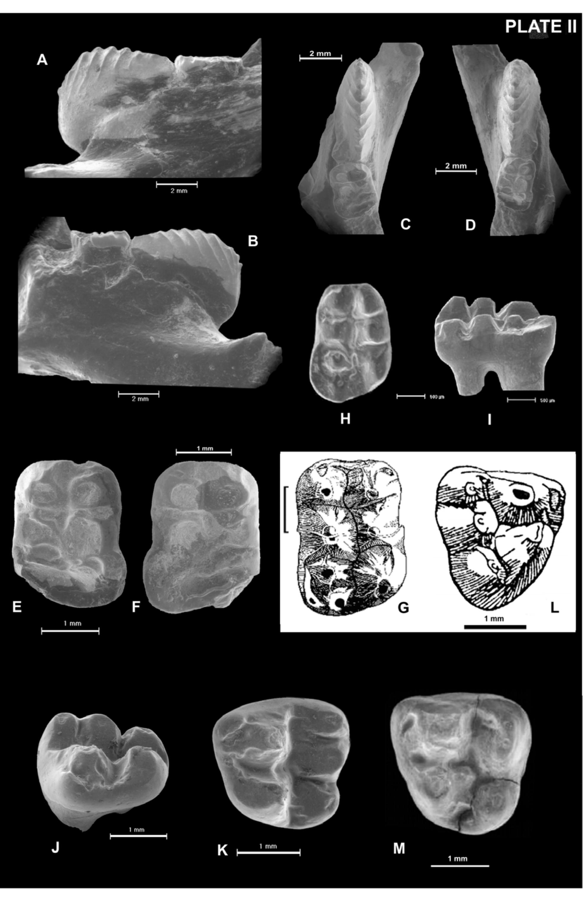 Multituberculate Rabbit (PDF) A new multituberculate specimen from the Maastrichtian of Pui ...