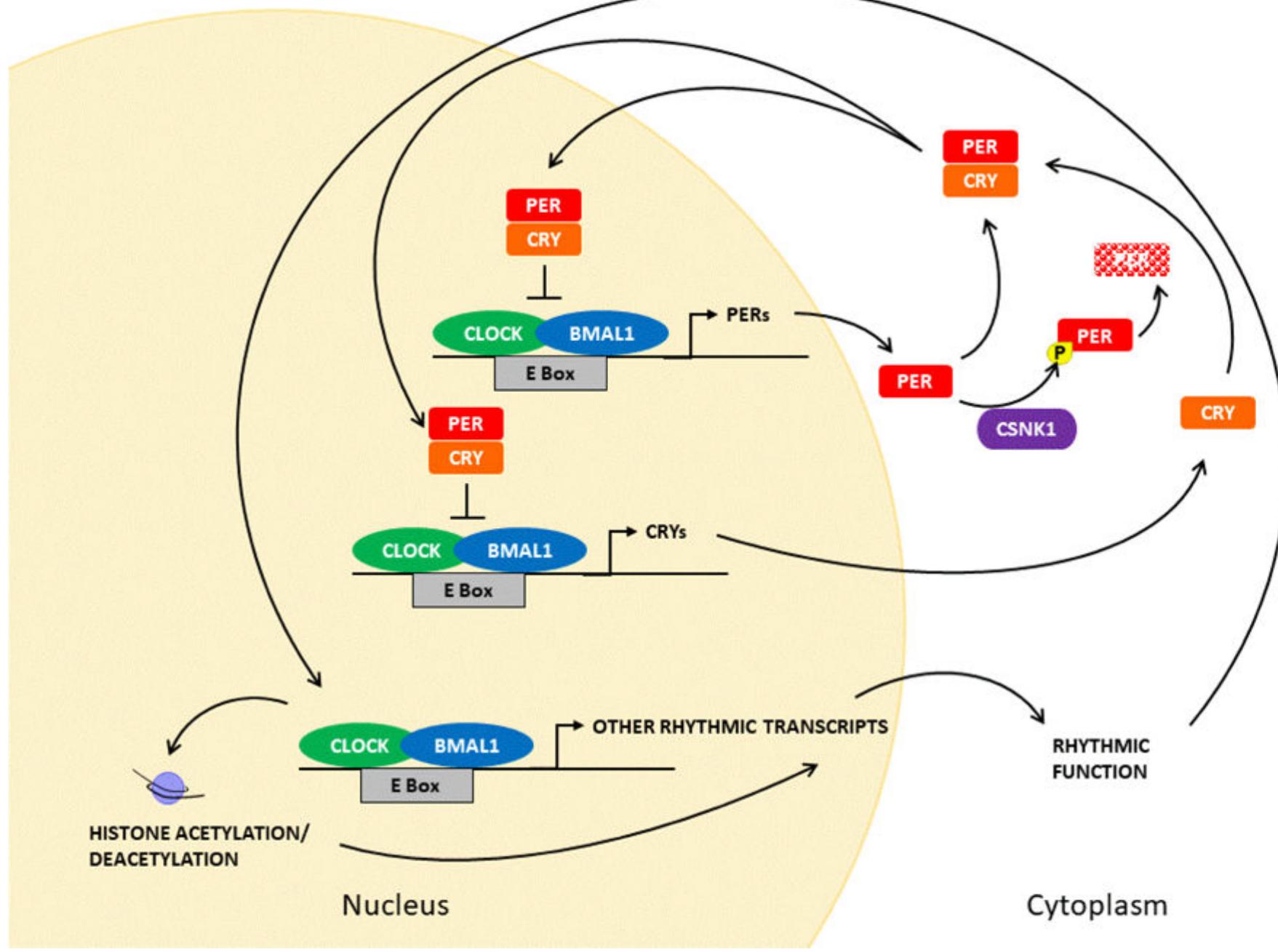 Perand (PDF) Genetics of Circadian Rhythms
