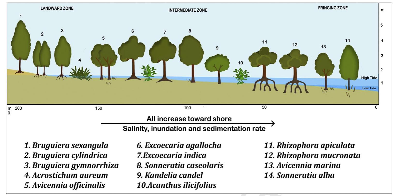 (PDF) Diversity, stand structure, and zonation pattern of mangroves in ...