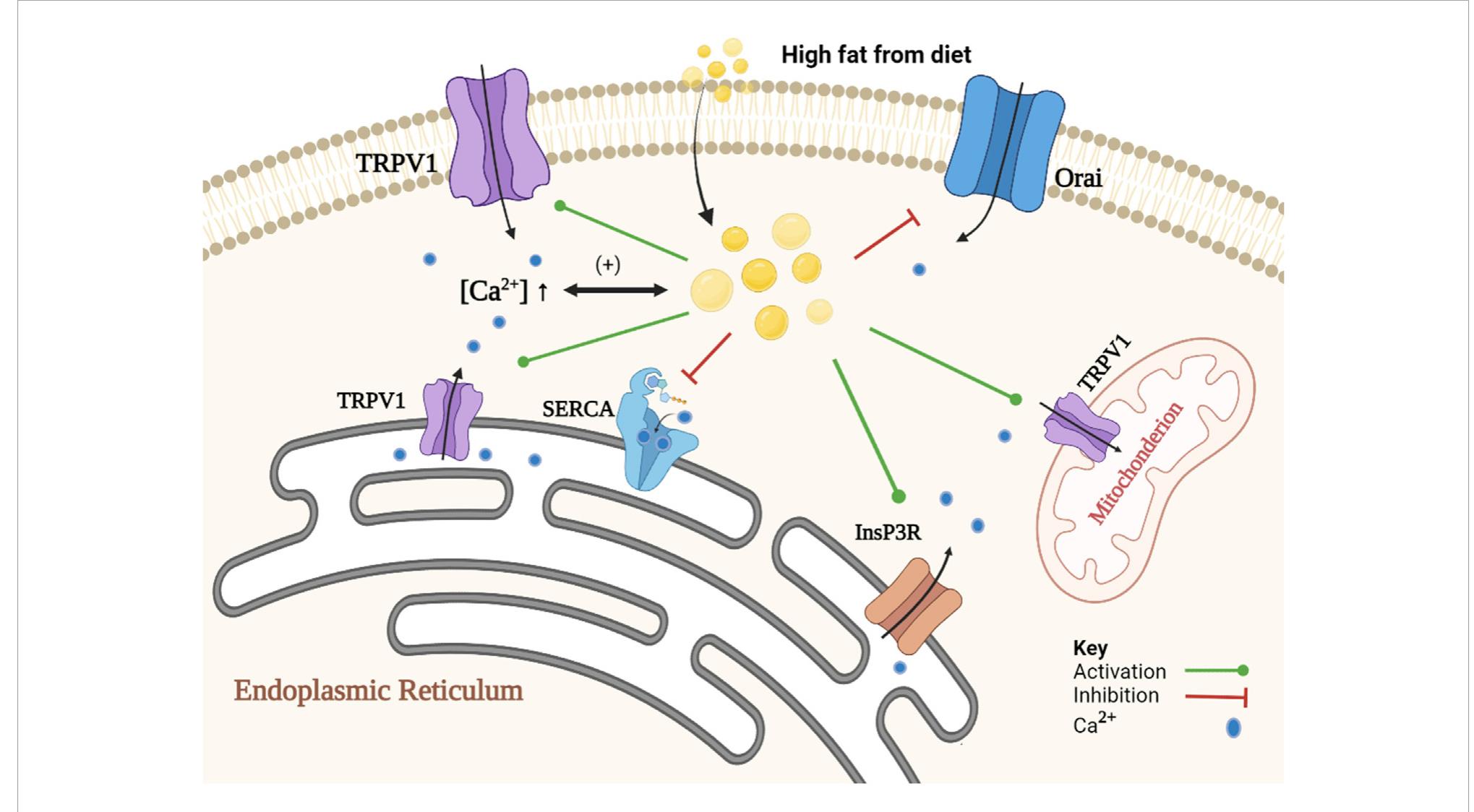 (PDF) The interaction of TRPV1 and lipids: Insights into lipid metabolism