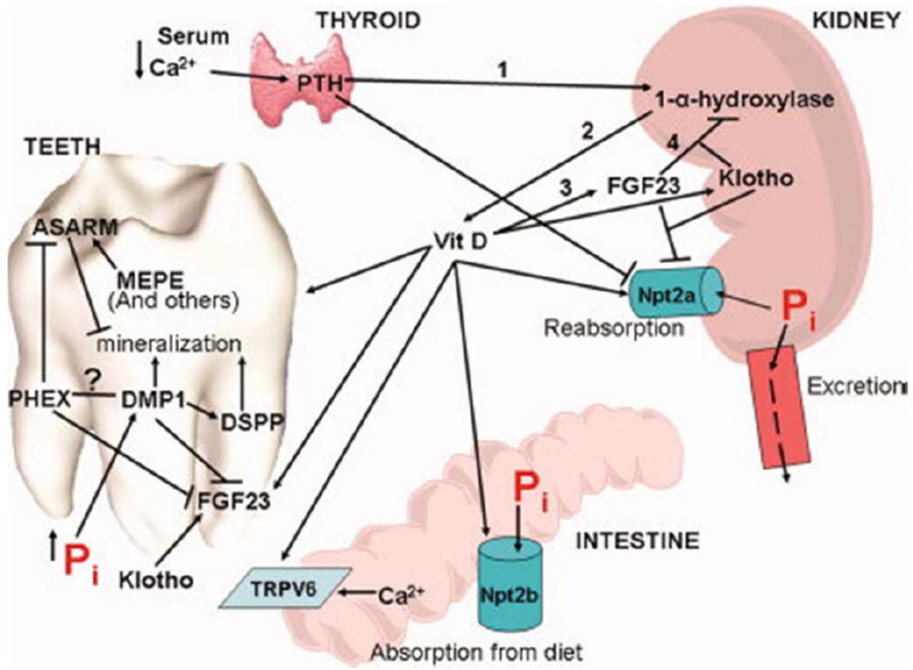 P Reg (PDF) Phosphate: Known and potential roles during development and ...