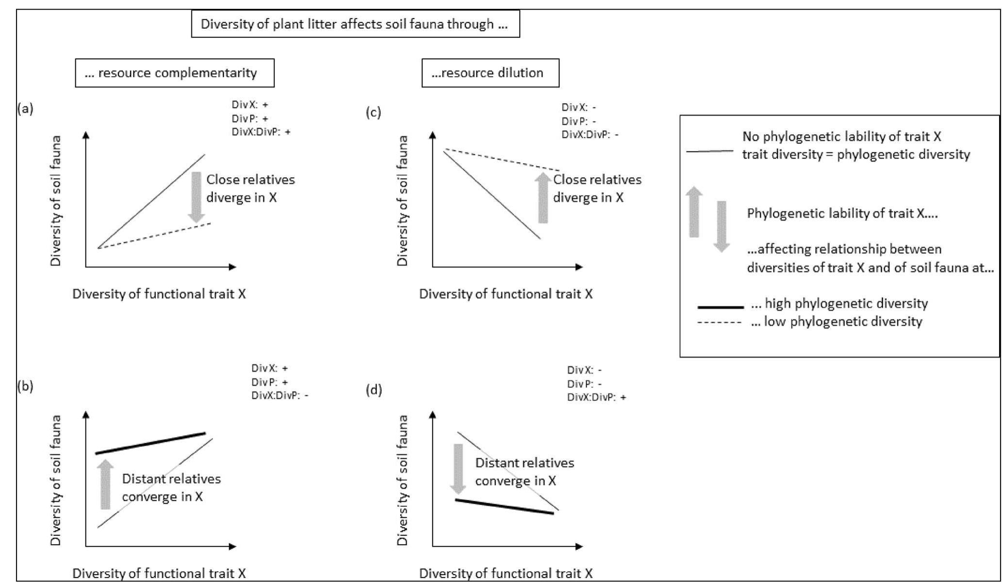 Fig. 1 How the phylogenetic diversity of plants and the diversity of a functional plant trait may interact to determine abundance of asso- ciated animals. Abundance of animals is favored by the diversity of plant resources through complementarity among litters (a, b), or reduced through dilution of preferred resources for any individual animal species (c, d). High or low diversity for a given functional trait X (X-axis) corresponds to high or low phylogenetic diversity if X locally shows phylogenetic signal (thin straight line). However, if among the locally represented species the trait X was evolutionary labile (gray arrows), we may expect locally high diversity of X also through past divergence of close relatives (dotted lines in a and c), or locally low diversity of X also through past convergence among distant relatives (thick straight lines in b, d). High diversity of X among otherwise similar, closely related plant species may imply less resource complementarity or dilution than high diversity of X among distantly related species (inversely for low diversity of X through convergence among distantly related species). Div X, Div P, and DivX:DivP represent expected effects of diversity of functional litter trait X, phylogenetic diversity, and their interaction on faunal diversity, respectively. The interaction term hence describes how the evolutionary lability of an individual plant trait changes the relation- ship between the diversity of that trait and the diversity of associated animals. Similar relationships may be posited for animal abundance