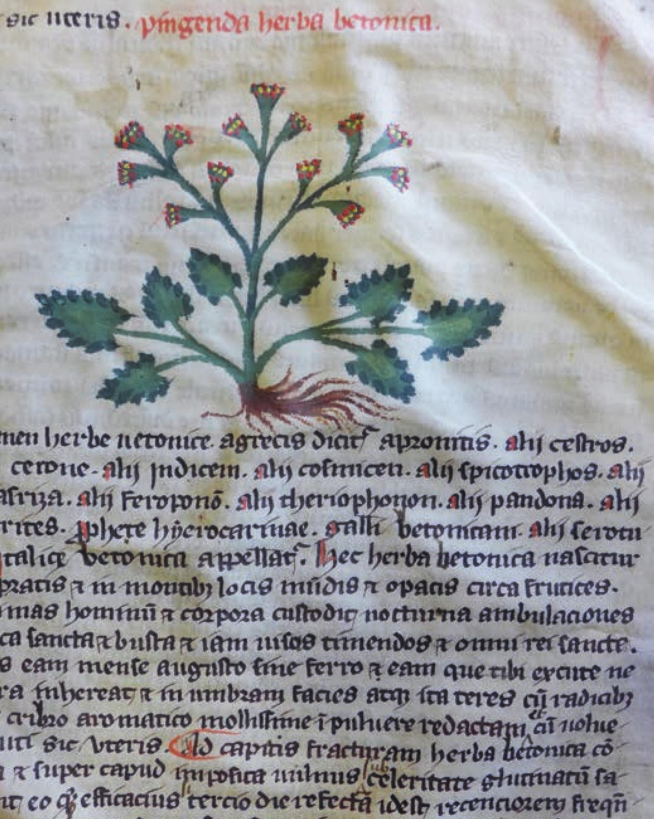 PDF) 'Everlasting Gardens': Origin, Spread and Purpose of