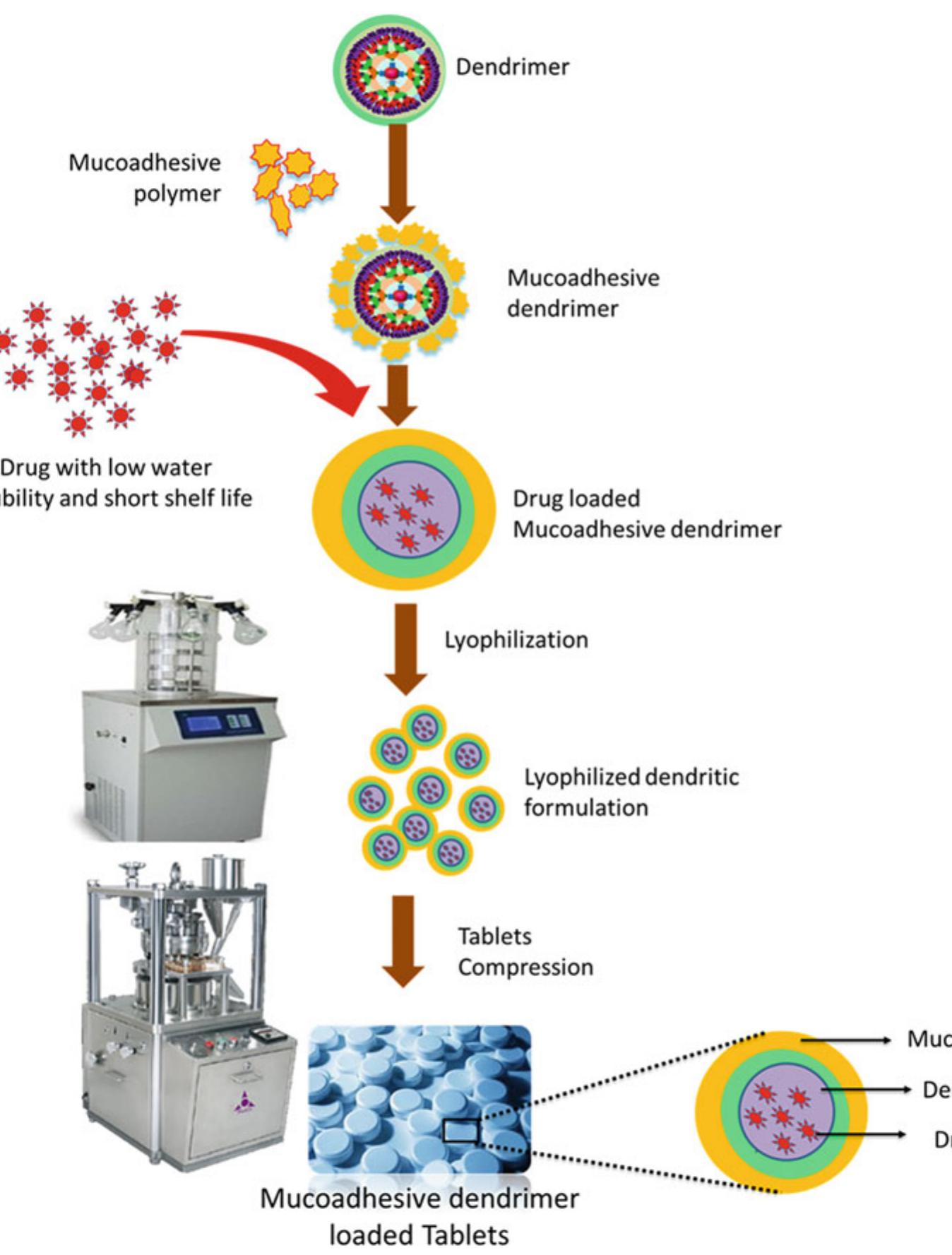 (PDF) Fabrication of Mucoadhesive-Dendrimers as Solid Dosage Forms