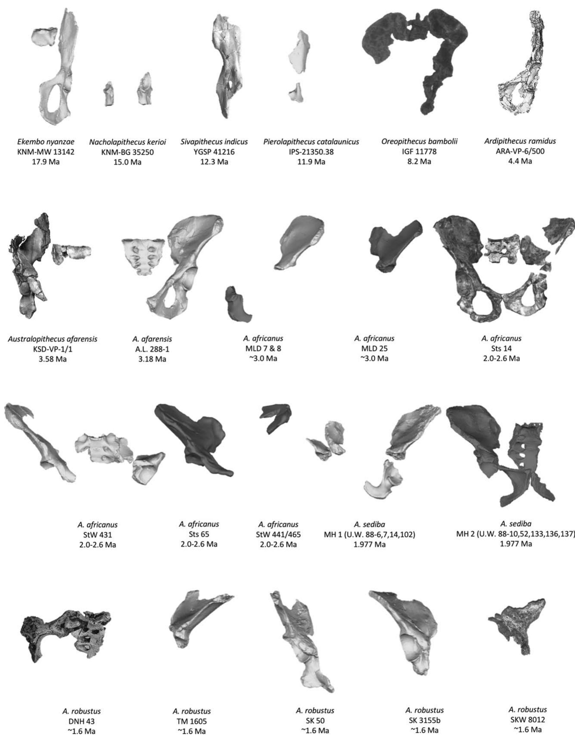 (PDF) Evolution of the Human Pelvis