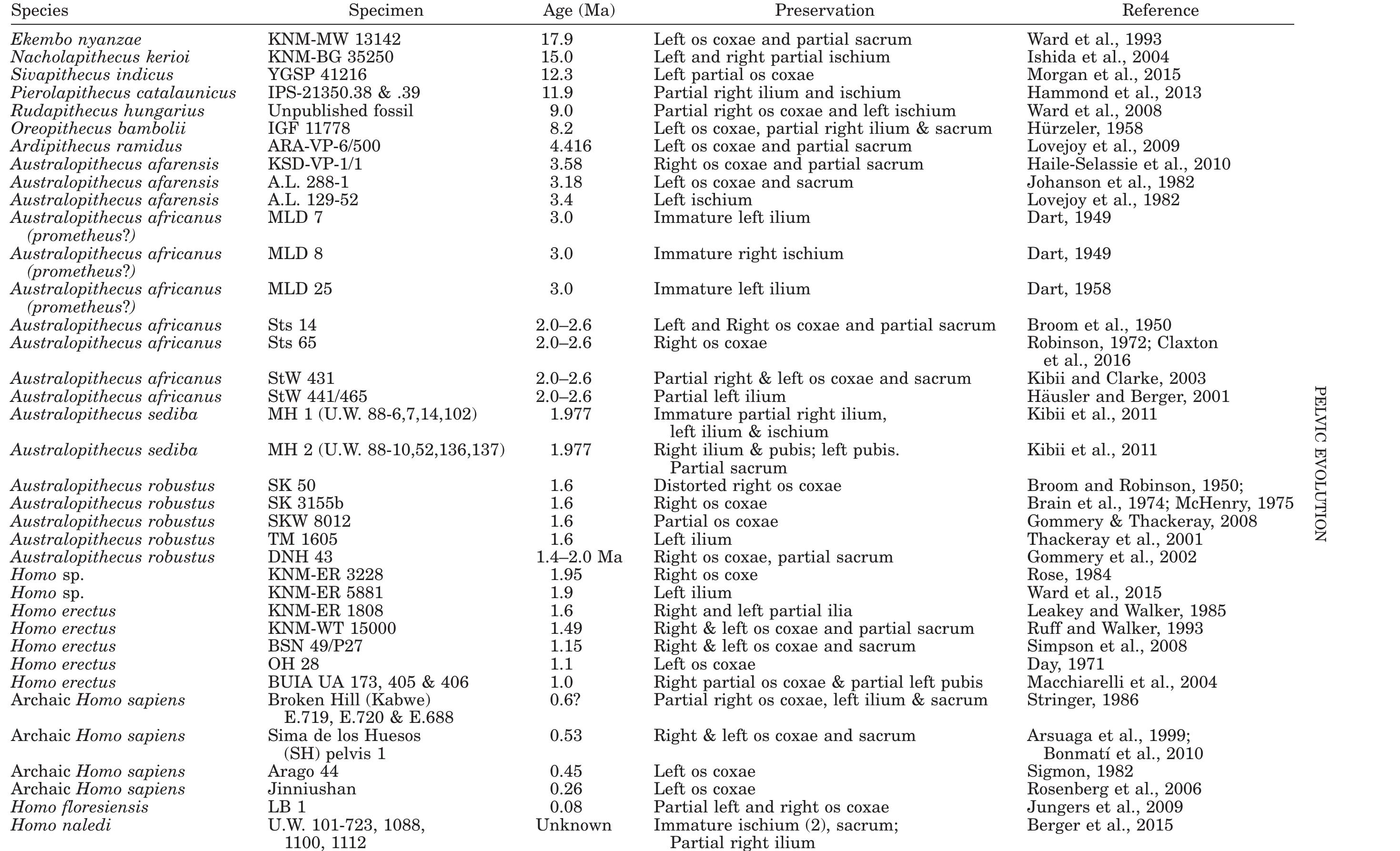 (PDF) Evolution of the Human Pelvis