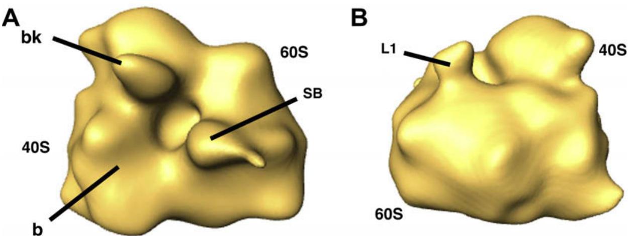 (PDF) Improving the technique of vitreous cryo-sectioning for cryo ...