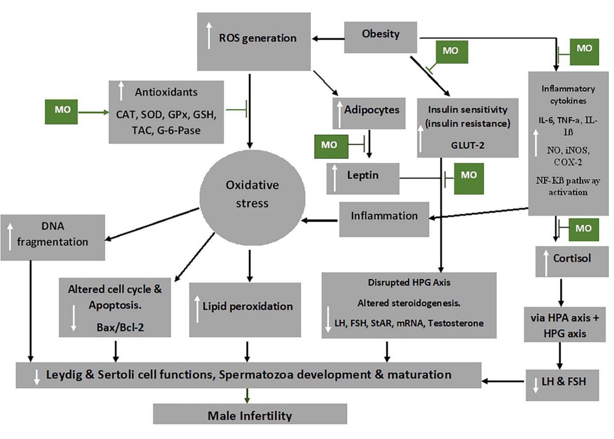 Gpx O2 Mechanism of action of moringa oleifera (mo) extract on