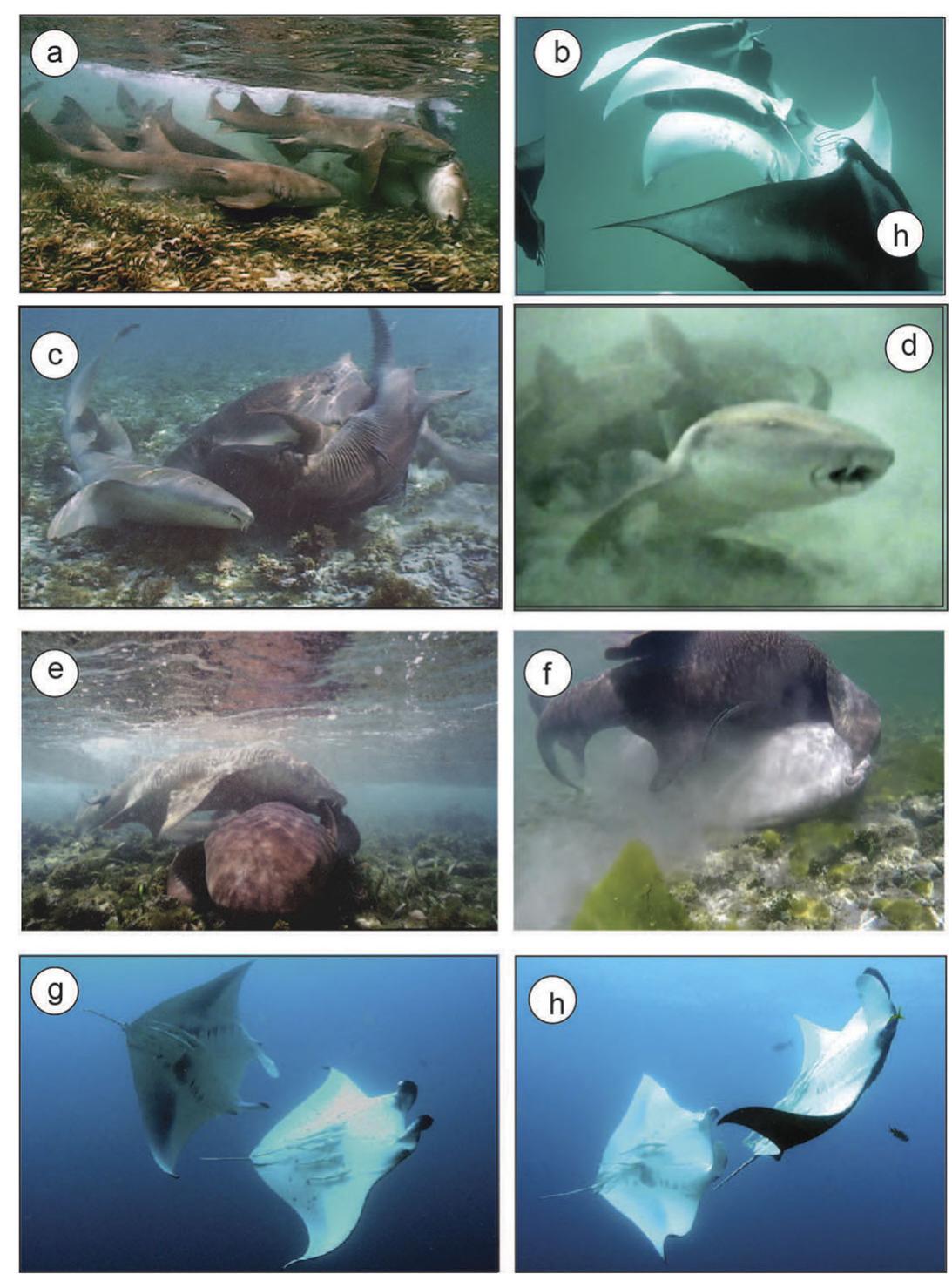 Relasing Shark (PDF) A review of the behaviours of the Chondrichthyes: a multi-species ...