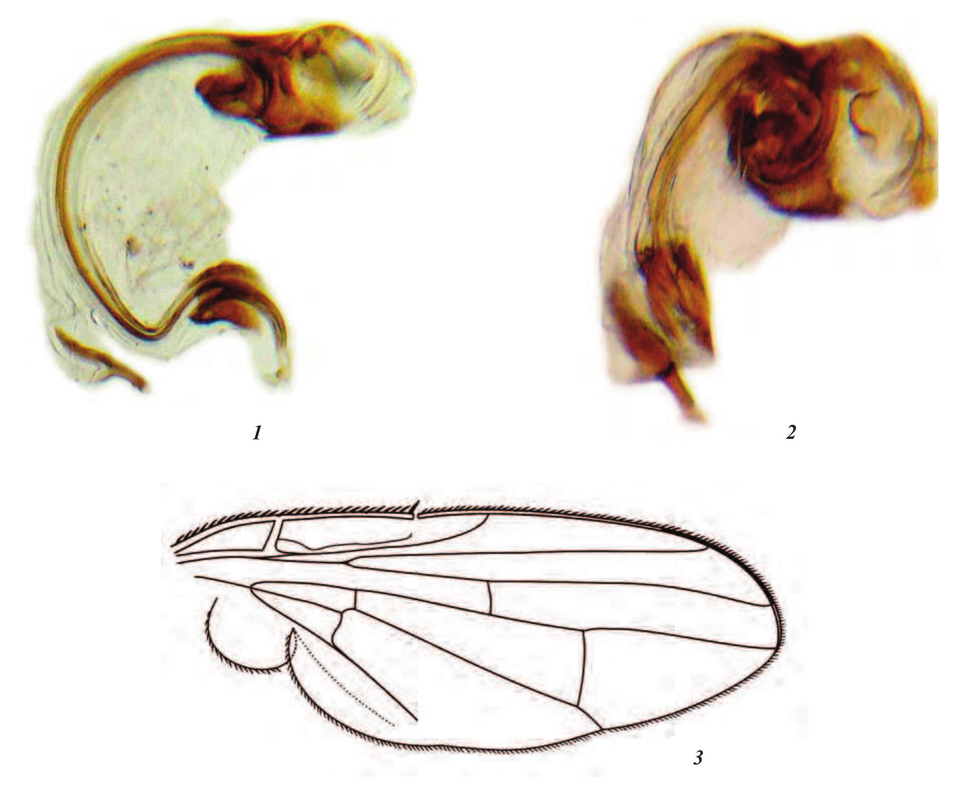 (PDF) The fruit flies (Diptera: Tephritidae) in thefauna of Ardabil ...