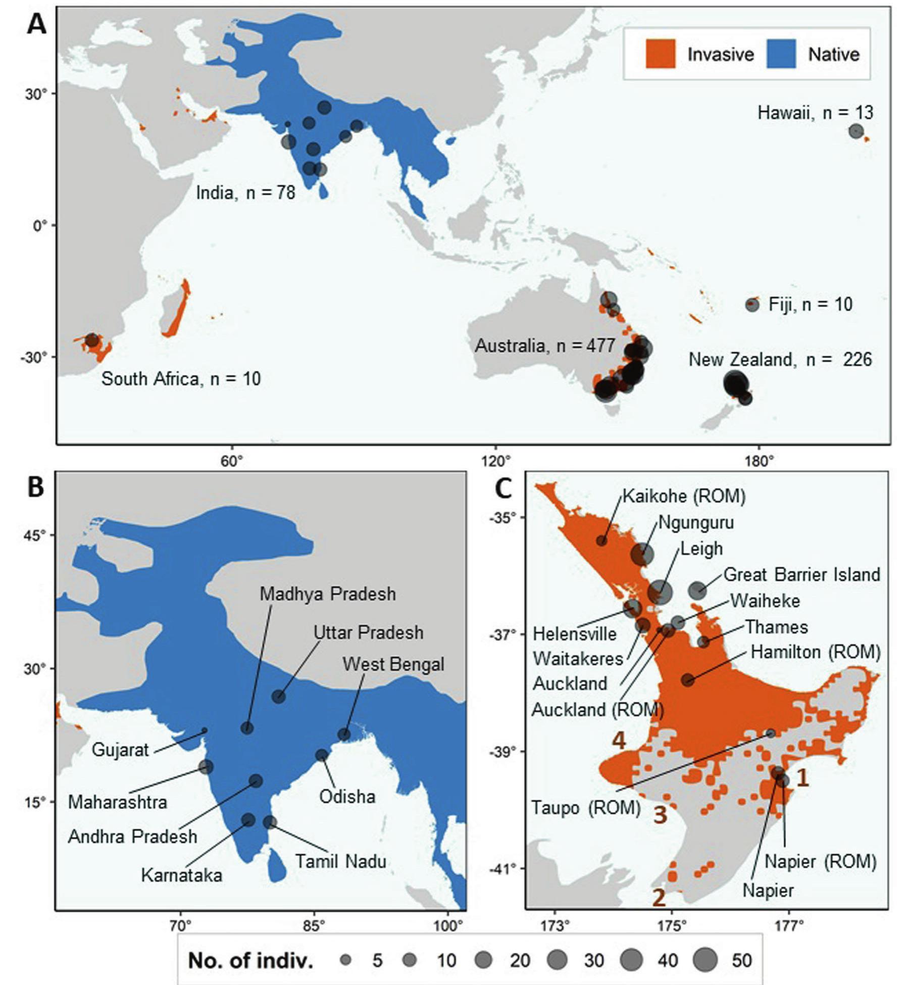 Myna Invasive (PDF) Tracing the introduction of the invasive common myna using ...