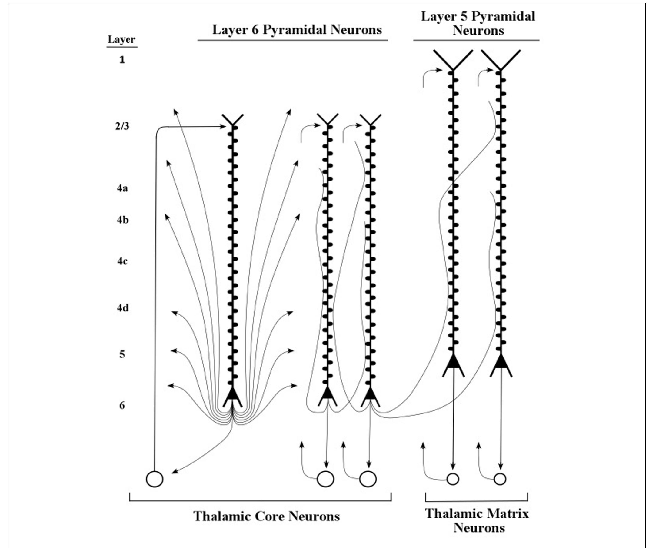 | layers 5 and 6 pyramidal neurons and their axons. axons of