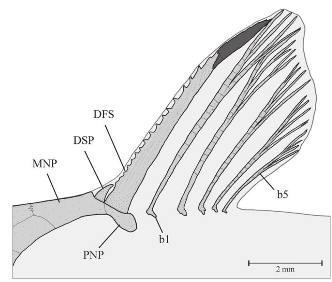Fic. 6. pectoral-fin rays in dorsal view, right side of