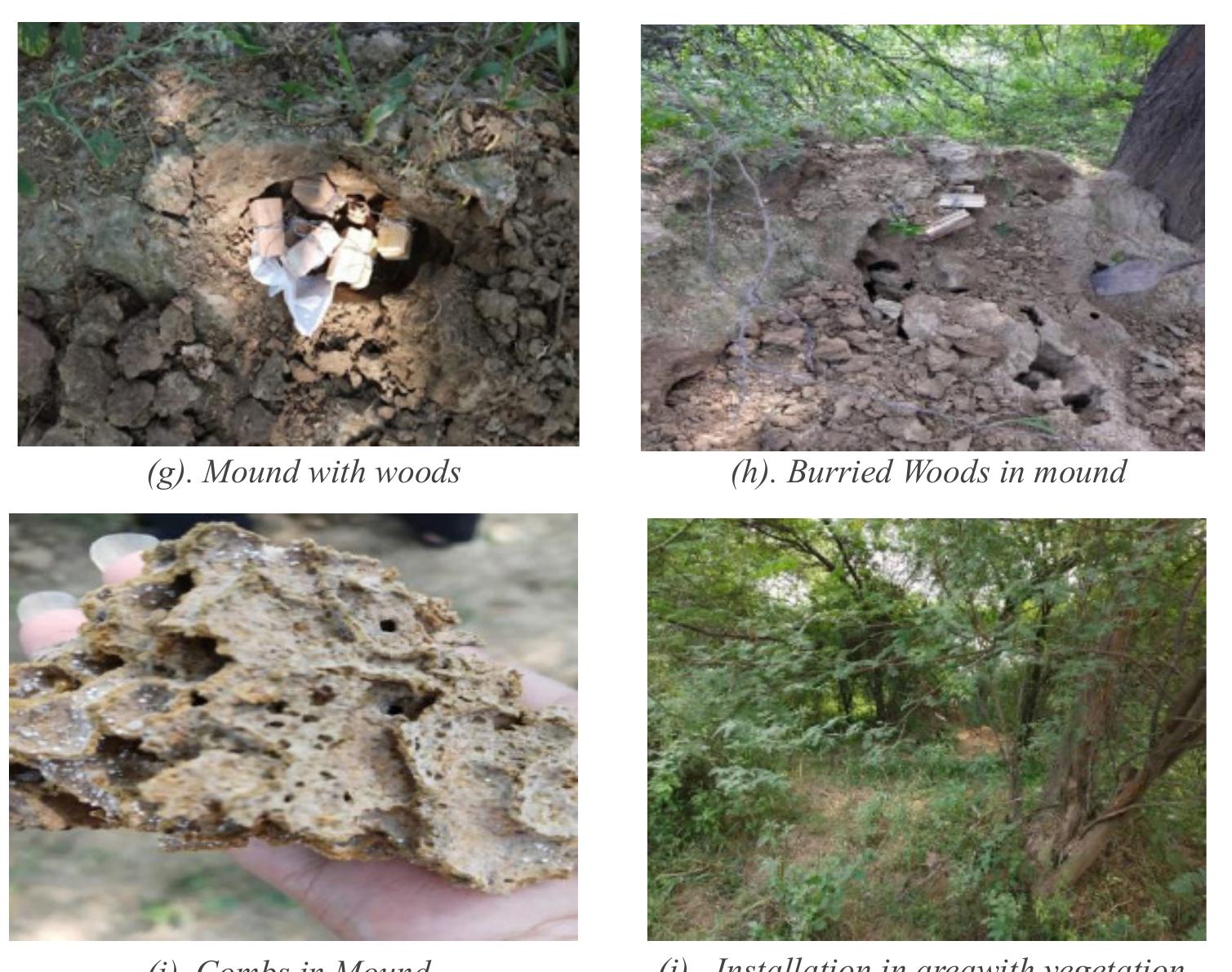 (PDF) Antitermitic Activity of Woods Impregnated with Medical Plant ...