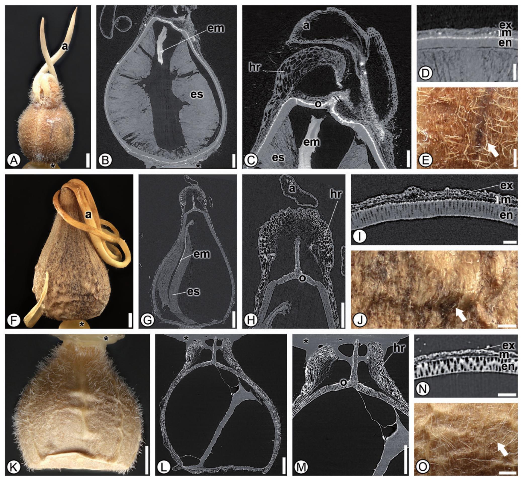 (PDF) Species diversity driven by morphological and ecological ...