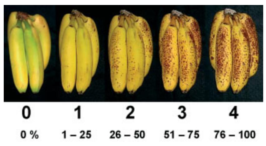 (PDF) Extending the shelf-life of bananas with 1-methylcyclopropene and ...