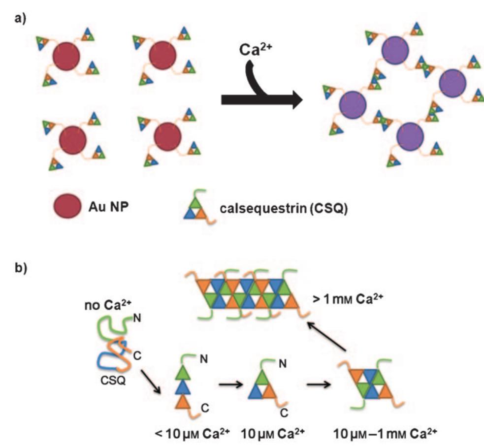 (PDF) Bioinspired Colorimetric Detection of Calcium(II) Ions in Serum ...