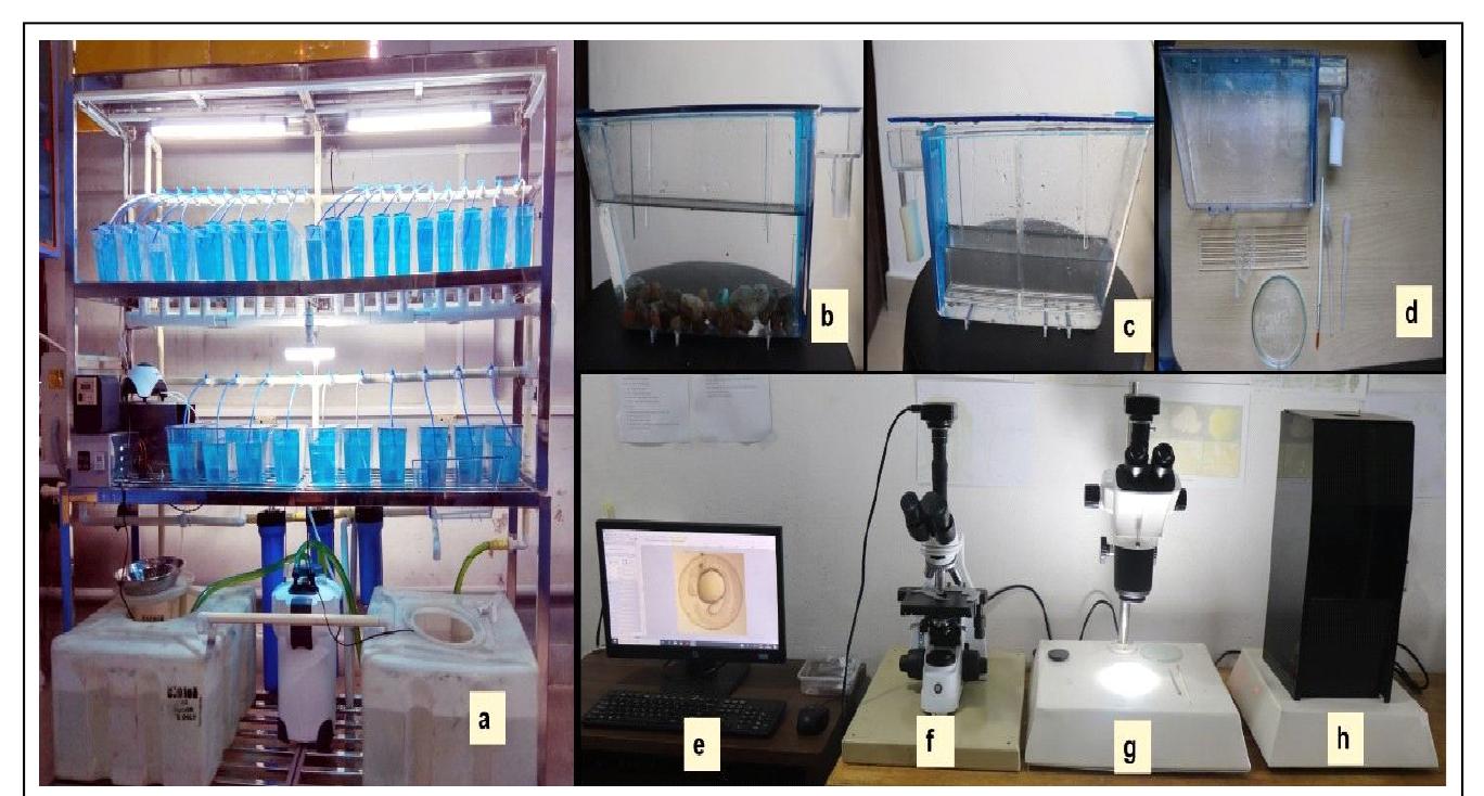 (PDF) Maintenance and Breeding of Zebrafish under Laboratory Conditions ...