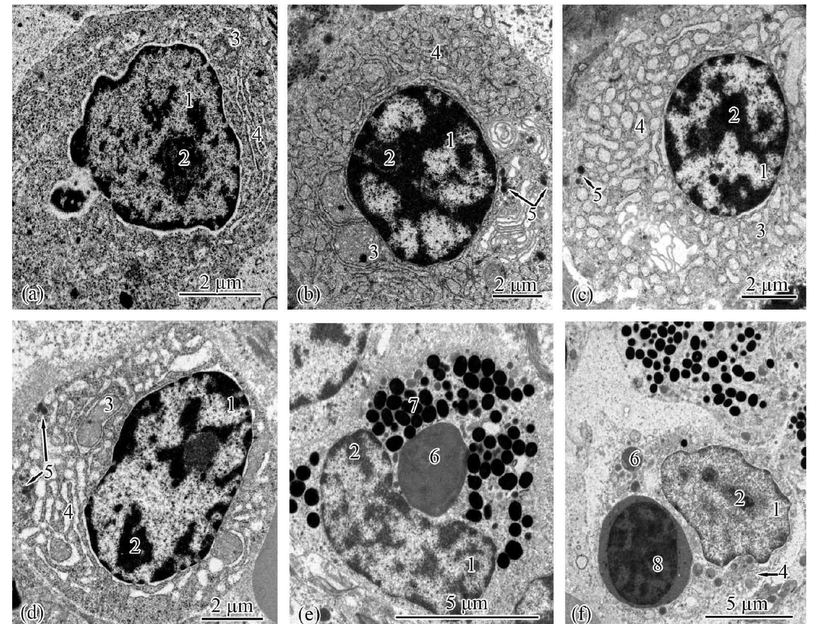 (PDF) Histology and Ultrastructure of the Nephron and Kidney ...