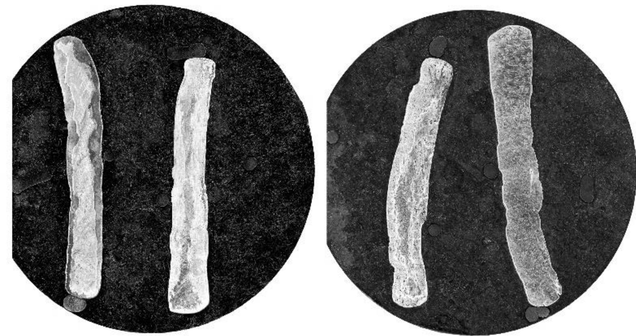 Figure 6.4: Sections of silver coins of Cleopatra (OThomas Faucher). 